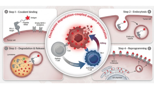 Nature│化學(xué)學(xué)院陳鵬團(tuán)隊(duì)報(bào)道膜蛋白靶向降解技術(shù)驅(qū)動(dòng)的癌癥疫苗新策略