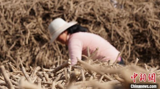 圖為宕昌藥農分揀中藥材。(資料圖) 魏建軍 攝